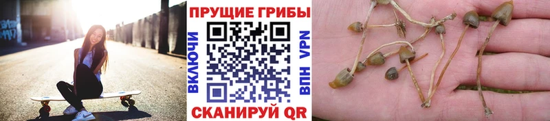 мега онион  дарнет шоп  Новоржев  Псилоцибиновые грибы прущие грибы 
